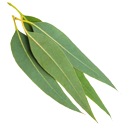 Eucalyptus Globulus Leaf Oil Extract for Skincare