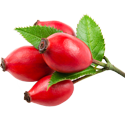 rosehip oil extract essential oil for skincare